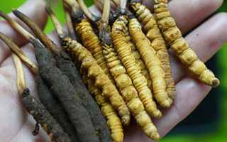 冬蟲(chóng)夏草鮮草生吃可以嗎？一文了解食用風(fēng)險(xiǎn)與建議