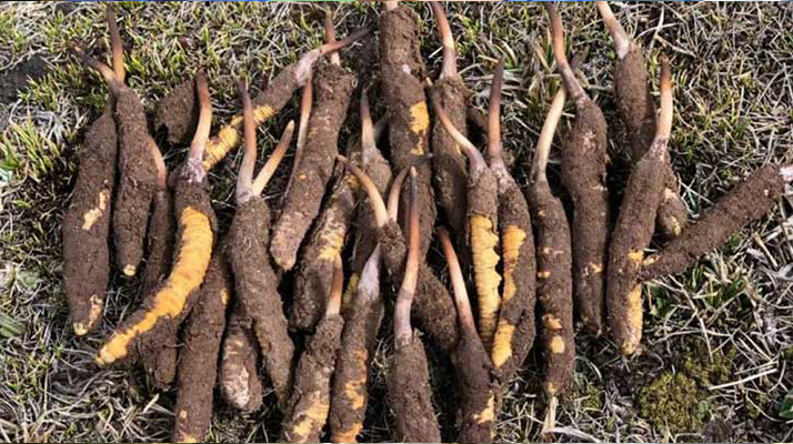 新鮮冬蟲夏草保存全攻略：鎖住營養(yǎng)與品質(zhì)