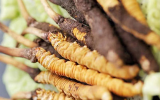 鮮蟲(chóng)草一根多少錢？多因素交織下的價(jià)格剖析