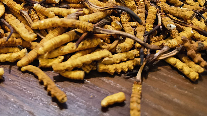 冬蟲夏草挑選指南：避開陷阱選對珍品