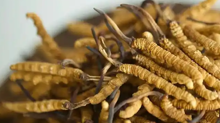 野生冬蟲夏草的多重價值:從傳統(tǒng)藥用到現(xiàn)代養(yǎng)生
