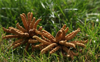 正宗冬蟲夏草一斤多少錢？多因素交織下的價(jià)格解析