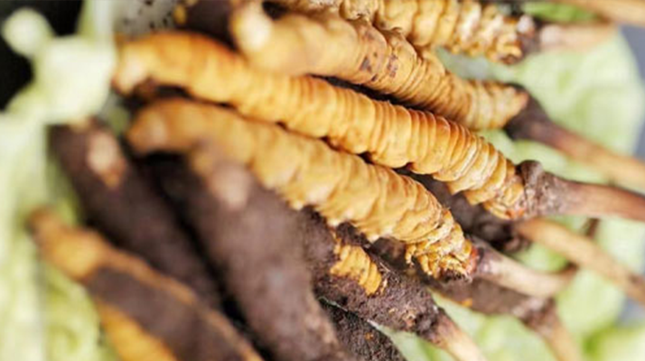 什么季節(jié)挖<a href=http://www.ynrhw.com/xinxian/ target=_blank class=infotextkey>新<a href=http://www.ynrhw.com/xinxian/ target=_blank class=infotextkey>鮮冬蟲夏草</a></a>？把握黃金采挖期