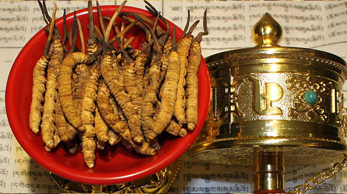 <a href=http://www.ynrhw.com/gongxiao/ target=_blank class=infotextkey><a href=http://www.ynrhw.com/gongxiao/ target=_blank class=infotextkey><a href=http://www.ynrhw.com/yangsheng/ target=_blank class=infotextkey>冬蟲夏草的功效</a></a></a>解析：傳統(tǒng)珍寶的現(xiàn)代價(jià)值