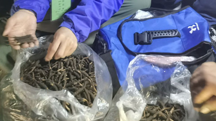 <a href=http://www.ynrhw.com/xinxian/ target=_blank class=infotextkey>新<a href=http://www.ynrhw.com/xinxian/ target=_blank class=infotextkey>鮮冬蟲夏草</a></a>的正確食用指南