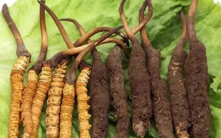 吃新鮮冬蟲夏草后拉肚子？原因與應(yīng)對方法解析