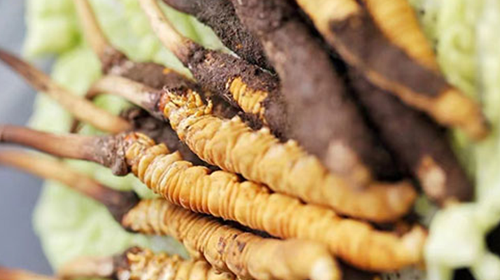 冬蟲夏草適合產(chǎn)后婦女嗎？科學(xué)滋補與恢復(fù)指南