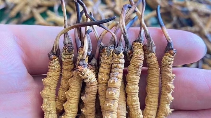 “比挖蟲草更重要的是保護草地！”——走進青藏高原冬蟲夏草采挖季