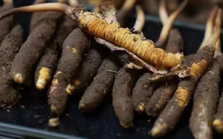 冬蟲夏草適合哪些人群？精準(zhǔn)滋補(bǔ)指南