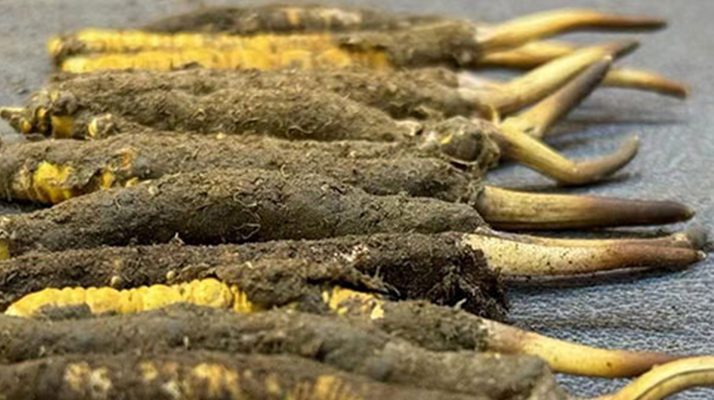 一根鮮<a href=http://www.ynrhw.com/jiage/ target=_blank class=infotextkey>冬蟲夏草多少錢</a>？影響價格的核心因素解析