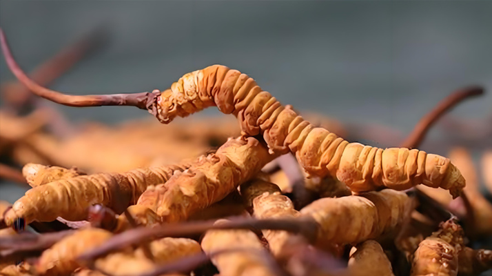 冬蟲(chóng)夏草泡湯指南:鎖住營(yíng)養(yǎng)的滋補(bǔ)秘訣