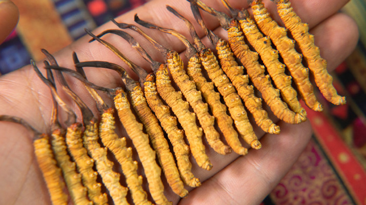 3 歲寶寶能喝冬蟲夏草嗎？兒科醫(yī)生的專業(yè)解答