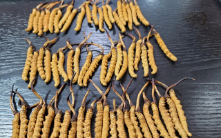 冬蟲夏草：價值光環(huán)下的真相與爭議