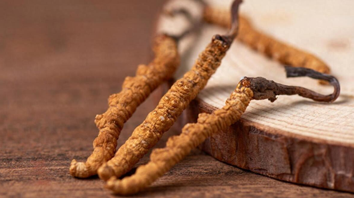 吃冬蟲(chóng)夏草的好處有哪些？科學(xué)解讀這株"雪山黃金"的養(yǎng)生價(jià)值