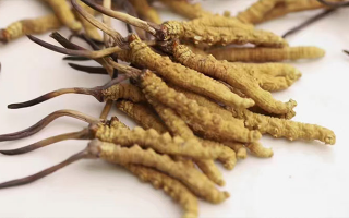 冬蟲夏草怎么分辨新鮮的