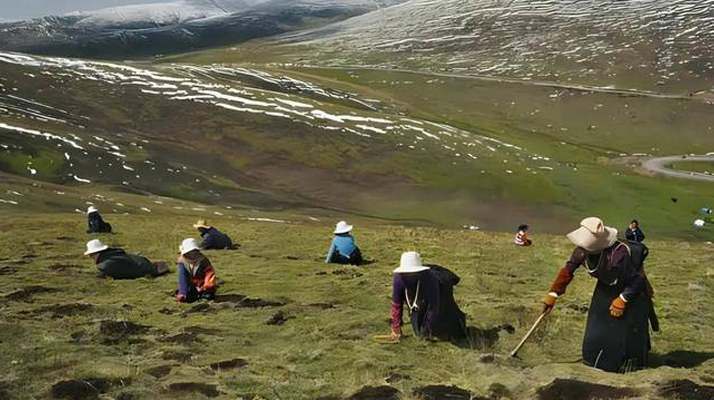 西藏鮮冬蟲夏草<a href=http://www.ynrhw.com/ target=_blank class=infotextkey><a href=http://www.ynrhw.com/s/nqcc/ target=_blank class=infotextkey>那曲蟲草</a></a>