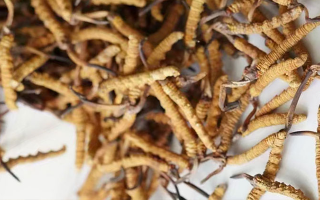 冬蟲(chóng)夏草的藥效有哪些