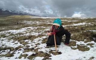 冬蟲夏草的最佳采收期