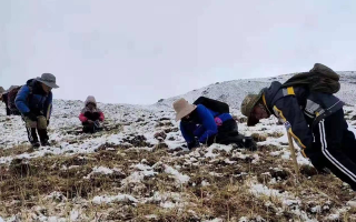 冬蟲(chóng)夏草核心產(chǎn)區(qū)行情