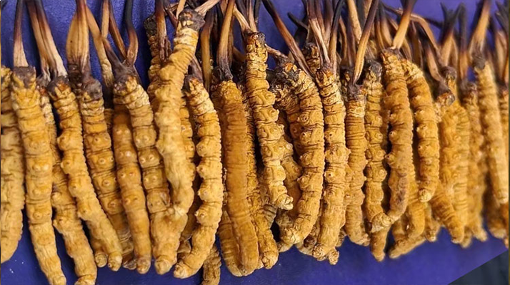 那曲新鮮<a href=http://www.ynrhw.com/jianbie/ target=_blank class=infotextkey>冬蟲夏草鑒別</a>