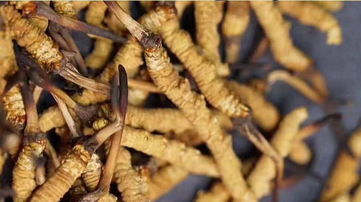 正宗<a href=http://www.ynrhw.com/jiage/ target=_blank class=infotextkey>冬蟲夏草多少錢</a>一克