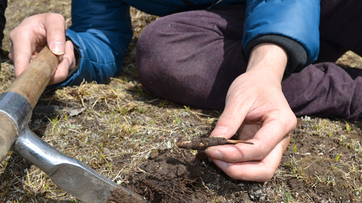 怎樣鑒別<a href=http://www.ynrhw.com/tag/6.html target=_blank class=infotextkey>冬蟲(chóng)夏草的產(chǎn)地</a>