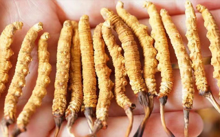 冬蟲夏草功效是什么