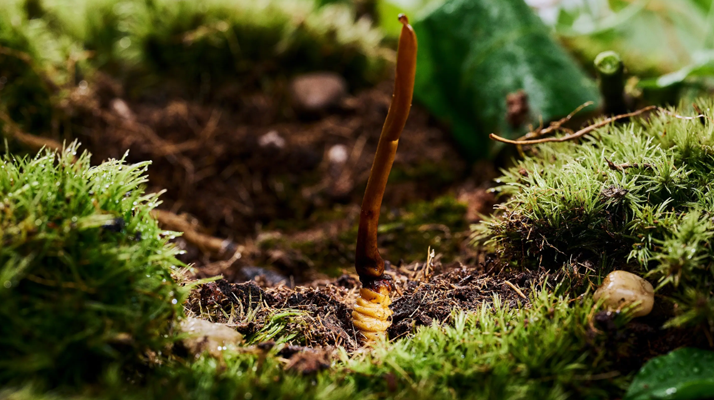 純天然野生新鮮冬蟲夏草:大自然的珍稀饋贈(zèng)