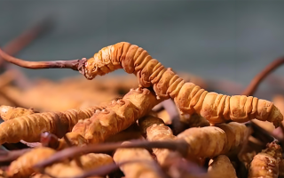 冬蟲(chóng)夏草每克有幾條呢