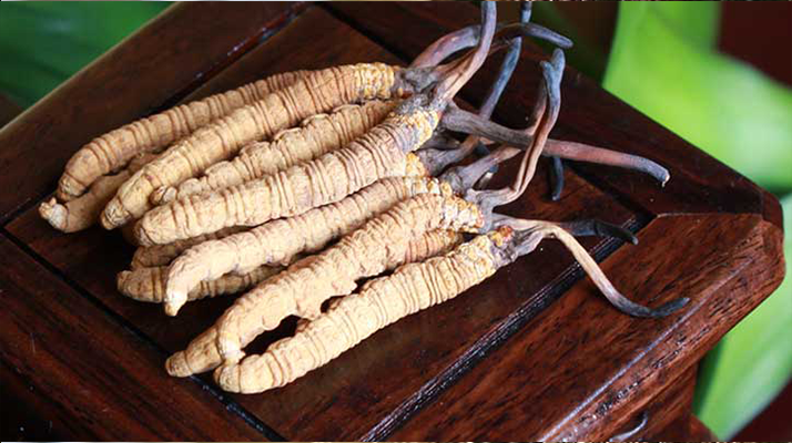 什么樣的冬蟲夏草是假的