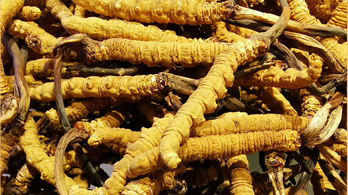 冬蟲夏草鮮草和干草哪個(gè)好