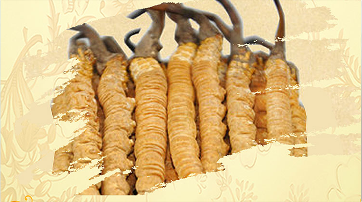 <a href=http://www.ynrhw.com/ target=_blank class=infotextkey>冬蟲夏草</a>夏天如何保存