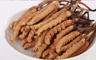 正宗那曲新鮮冬蟲夏草