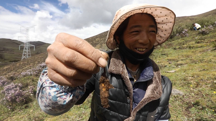 新鮮冬蟲夏草上市時(shí)間