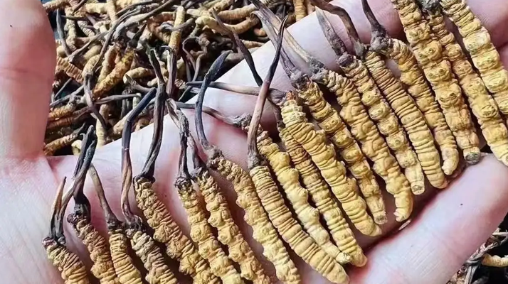 一盒冬蟲夏草什么價(jià)格