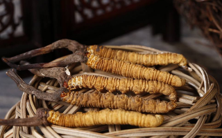 怎么辨別真的冬蟲(chóng)夏草