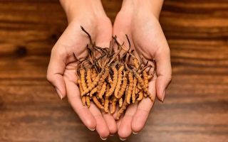 冬蟲(chóng)夏草一般都長(zhǎng)在哪里