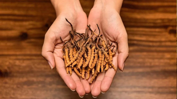 冬蟲(chóng)夏草需要每天吃嗎