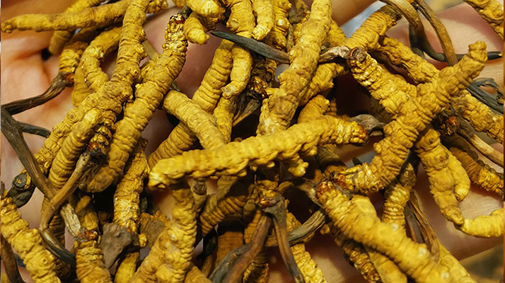 野生的冬蟲(chóng)夏草多少錢一斤