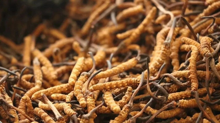 冬蟲夏草服用的五個常見誤區(qū)，很多人都中招了！