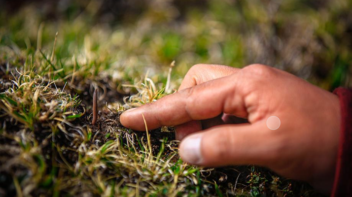 冬蟲夏草怎么找？自然采挖與市場(chǎng)獲取全指南