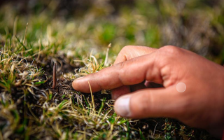 冬蟲夏草怎么找？自然采挖與市場(chǎng)獲取全指南