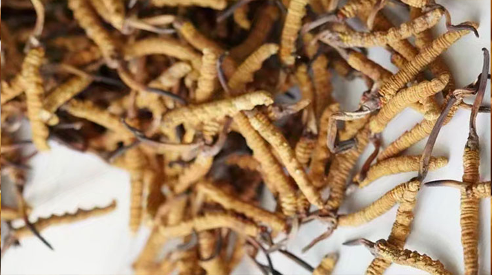 野生<a href=http://www.ynrhw.com/jiage/ target=_blank class=infotextkey>冬蟲(chóng)夏草價(jià)格</a>揭秘:多因素交織下的市場(chǎng)行情