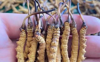 一盒冬蟲夏草多少錢？從規(guī)格到定位的價格解析