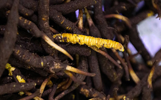 新鮮冬蟲夏草可以冷凍嗎？科學(xué)保存指南來了