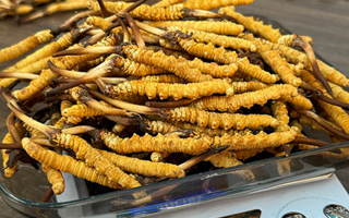 冬蟲夏草小孩可以服用嗎？科學(xué)判斷與服用指南