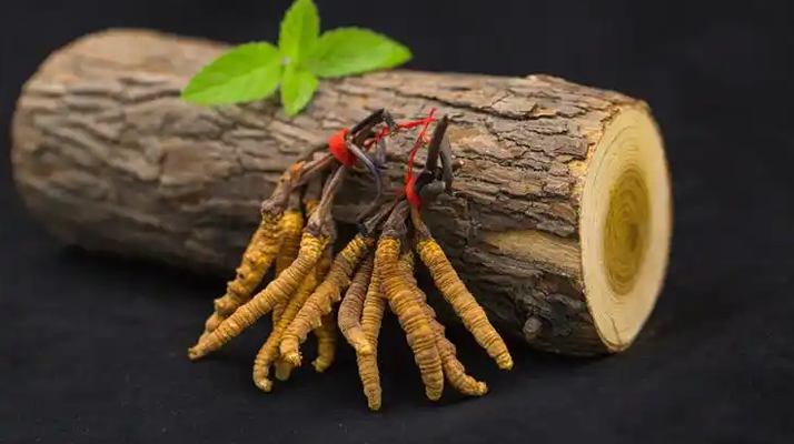 冬蟲夏草一開始長什么樣？從幼蟲到蟲草雛形的生長歷程