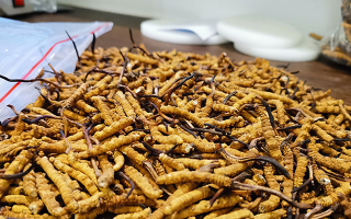 冬蟲夏草：泡水喝還是煮一下？兩種食用方式的全面對比