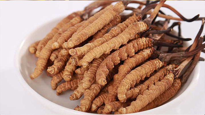 新鮮冬蟲夏草能煮水喝嗎？答案與正確方法都在這