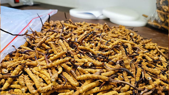 喝<a href=http://www.ynrhw.com/yangsheng/ target=_blank class=infotextkey>冬蟲夏草的作用</a>與功效